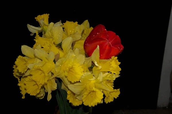 Schöne Blumen Auf Dunklem Hintergrund Sommerkonzept Nahsicht — Stockfoto