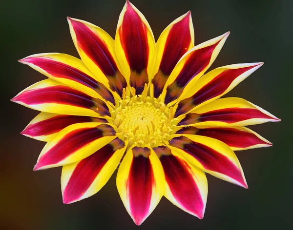 Hermosa Flor Que Crece Jardín Verano Día Soleado — Foto de Stock