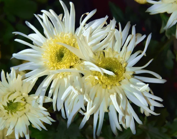 Floraison Belles Fleurs Concept Été Vue Rapprochée — Photo