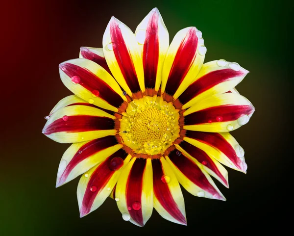 Ανθισμένα Όμορφα Λουλούδια Καλοκαιρινό Concept Κοντινή Θέα — Φωτογραφία Αρχείου