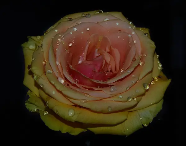 Bela Rosa Flor Com Gotas Água Conceito Verão Vista Perto — Fotografia de Stock