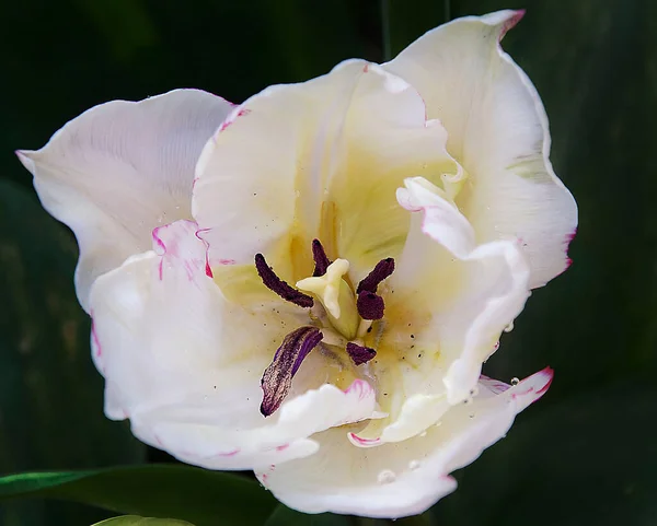 Schöne Blume Auf Dunklem Hintergrund Sommerkonzept Nahsicht — Stockfoto