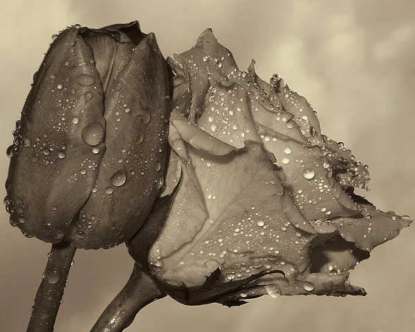 Gyönyörű Virágok Égen Háttér Nyári Koncepció Közelről — Stock Fotó