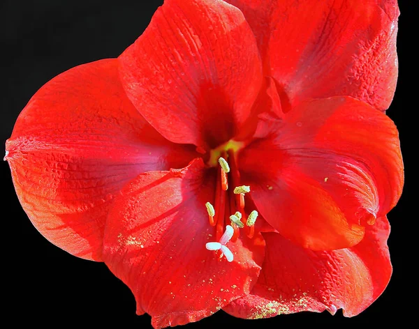 Schöne Blume Auf Dunklem Hintergrund Sommerkonzept Nahsicht — Stockfoto