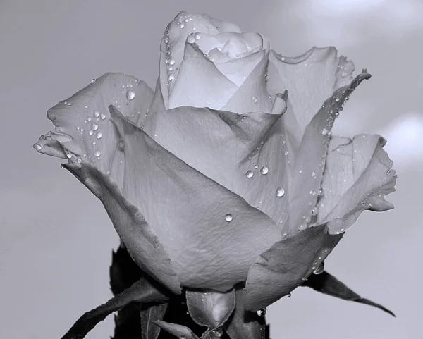 Schöne Blume Auf Himmelshintergrund Sommerkonzept Nahsicht — Stockfoto