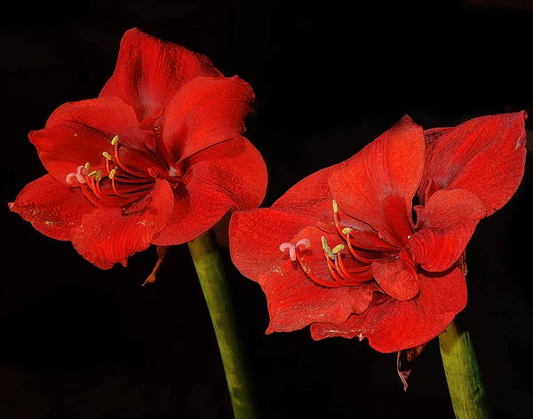 Flores Bonitas Fundo Escuro Desfocado Conceito Verão Vista Próxima — Fotografia de Stock