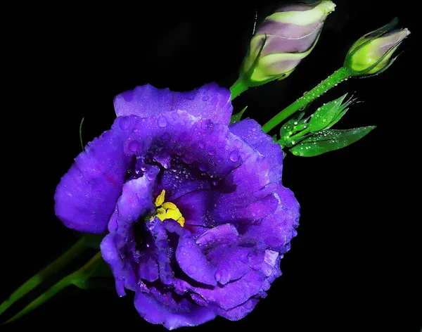 Hermosas Flores Sobre Fondo Oscuro Concepto Verano Vista Cercana — Foto de Stock