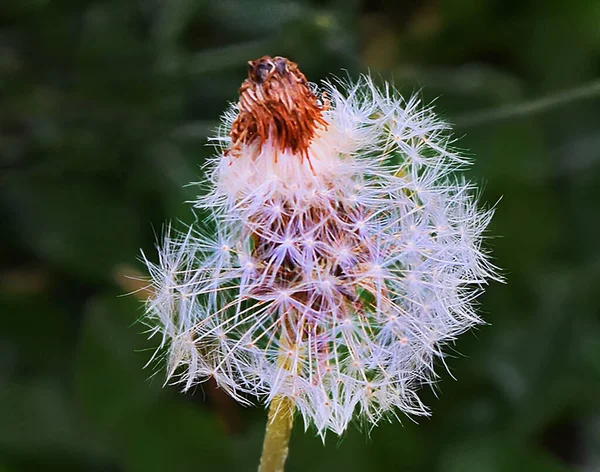 Belle Fleur Poussant Dans Jardin Journée Ensoleillée Été — Photo