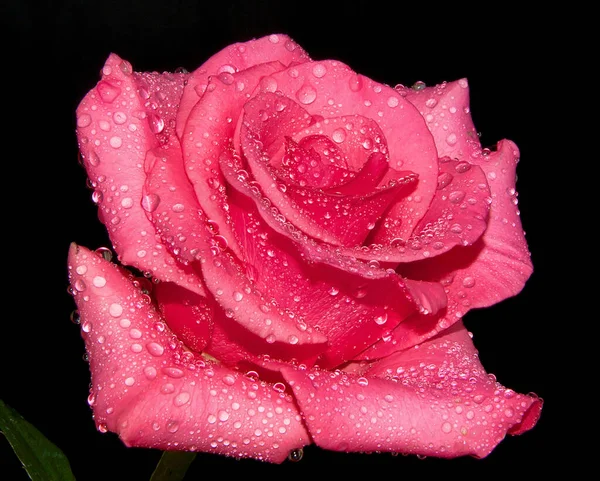 Hermosa Flor Rosa Con Gotas Agua Concepto Verano Vista Cercana —  Fotos de Stock