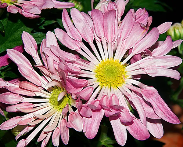 Bellissimi Fiori Che Crescono Giardino Estate Giornata Sole — Foto Stock