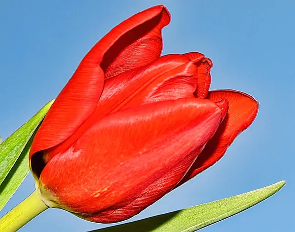 Schöne Blume Auf Himmelshintergrund Sommerkonzept Nahsicht — Stockfoto