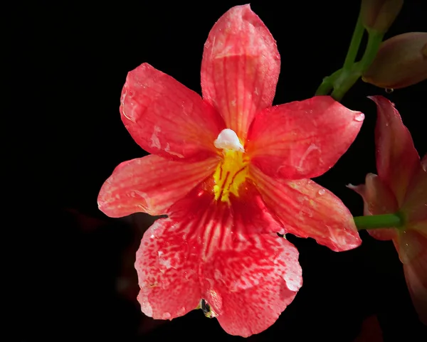 Hermosas Flores Sobre Fondo Oscuro Concepto Verano Vista Cercana — Foto de Stock