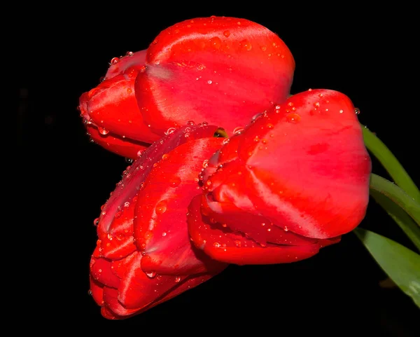 Flores Bonitas Fundo Escuro Conceito Verão Vista Próxima — Fotografia de Stock