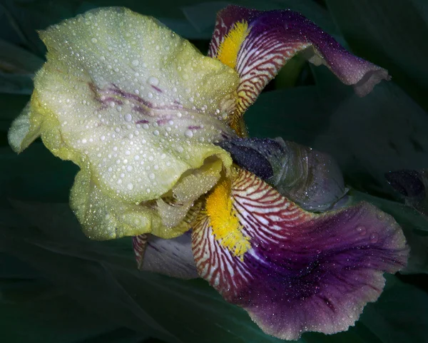 夏の晴れた日に庭で成長する美しい花 — ストック写真