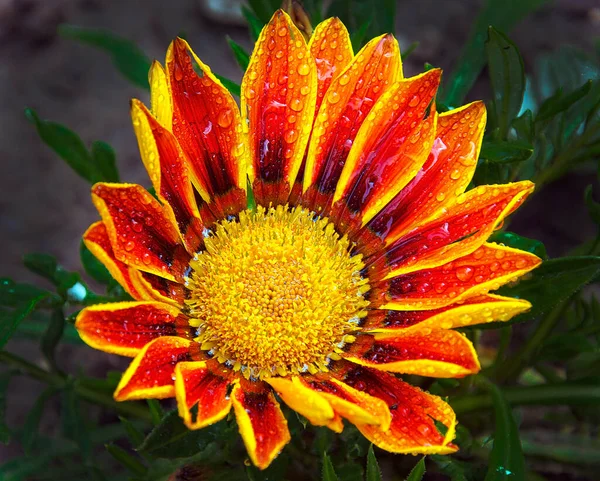Цветущие Красивые Цветы Летняя Концепция Близкий Вид — стоковое фото