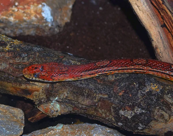 Schöne Schlange Auf Stein Terrarium Nahsicht — Stockfoto