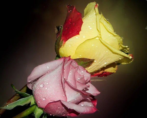 Schöne Blumen Auf Dunklem Hintergrund Sommerkonzept Nahsicht — Stockfoto