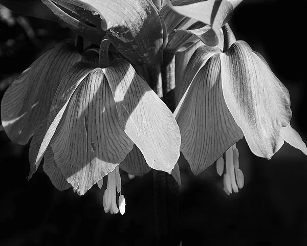 Koyu arkaplanda güzel çiçekler, yaz konsepti, yakın manzara  