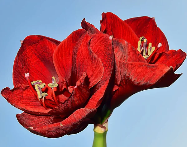 Piękne Kwiaty Tle Nieba Koncepcja Latem Widok Bliska — Zdjęcie stockowe