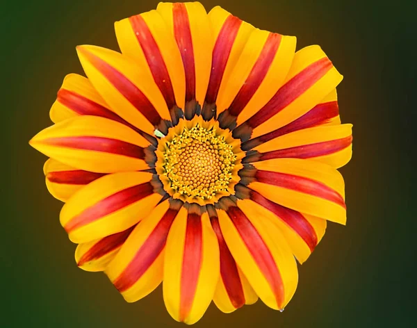 Piękny Kwiat Ciemnym Tle Koncepcja Letnia Widok Bliska — Zdjęcie stockowe