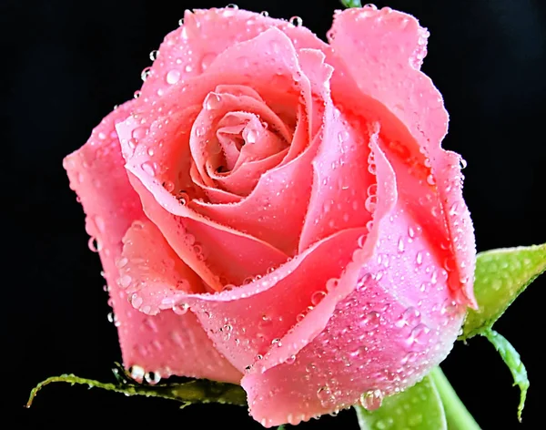 Hermosa Flor Rosa Con Gotas Agua Concepto Verano Vista Cercana —  Fotos de Stock