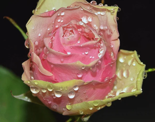 Schöne Rose Auf Dunklem Hintergrund Sommerkonzept Nahsicht — Stockfoto