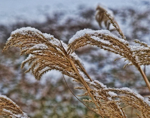 겨울에 눈덮인 식물의 가까이 — 스톡 사진