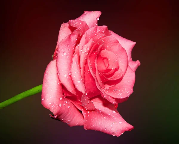 Belle Fleur Rose Avec Gouttes Eau Concept Été Vue Rapprochée — Photo