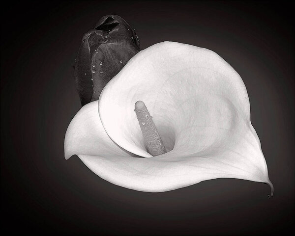 красивые цветы на темном фоне, летняя концепция, близкий вид  