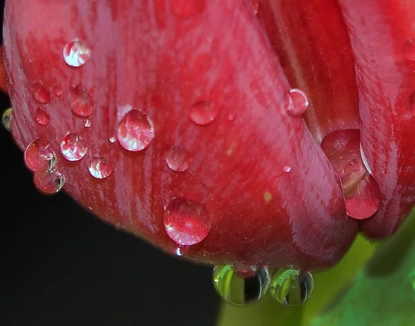 Belle Fleur Sur Fond Sombre Concept Été Vue Rapprochée — Photo