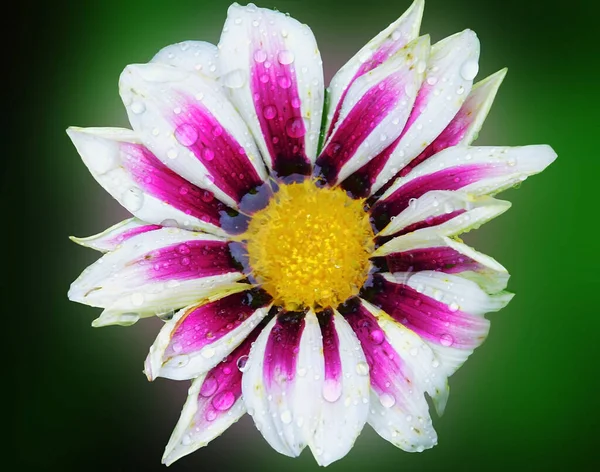 Belle Fleur Poussant Dans Jardin Journée Ensoleillée Été — Photo