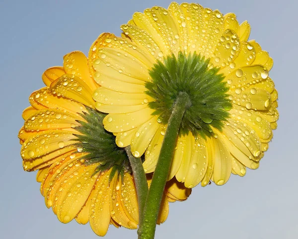 Mooie Bloemen Lucht Achtergrond Zomer Concept Close View — Stockfoto