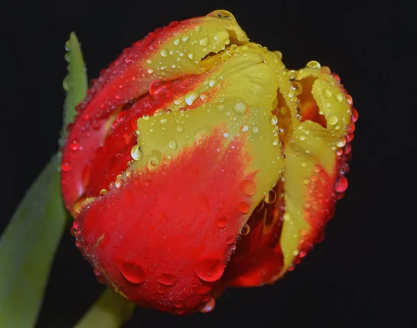 Schöne Blume Auf Dunklem Hintergrund Sommerkonzept Nahsicht — Stockfoto