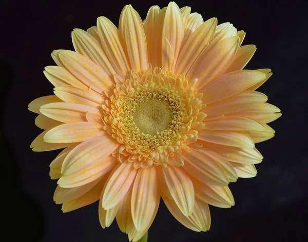 Hermosa Flor Sobre Fondo Oscuro Concepto Verano Vista Cercana —  Fotos de Stock