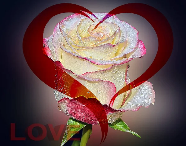 Rosenblume Mit Inschrift Liebe Und Herzform Valentinstag Konzept — Stockfoto