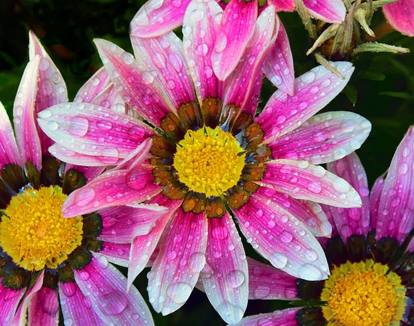 Beautiful Flowers Growing Garden Summer Sunny Day — Stock Photo, Image