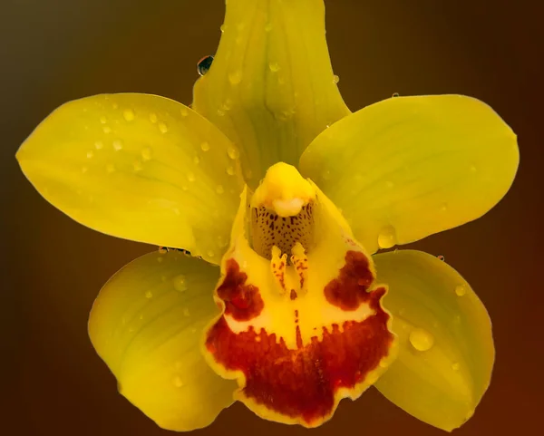 Mooie Bloem Donkere Achtergrond Zomerconcept Close View — Stockfoto