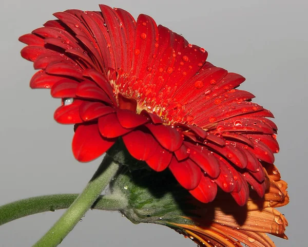 Schöne Blumen Auf Himmelshintergrund Sommerkonzept Nahsicht — Stockfoto