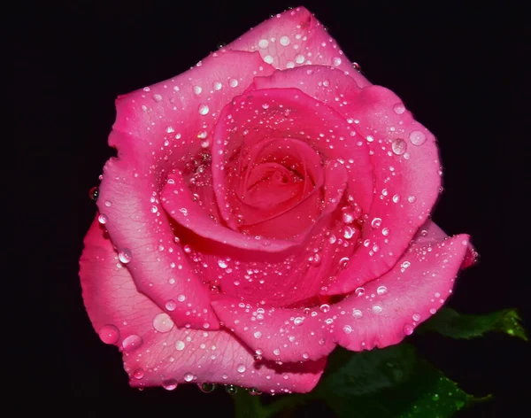 Gyönyörű Rózsa Virág Vízcseppekkel Nyári Koncepció Közelről — Stock Fotó
