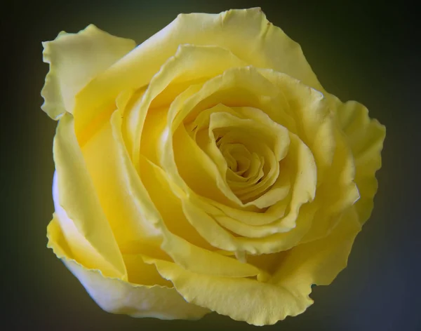 Schöne Rosenblüte Sommerkonzept Nahsicht — Stockfoto