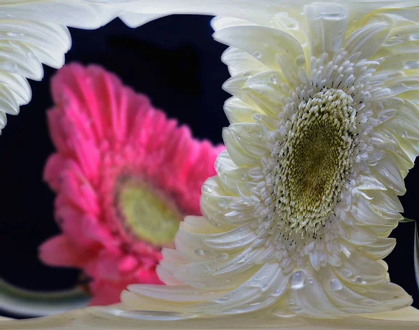 Hermosas Flores Sobre Fondo Oscuro Concepto Verano Vista Cercana — Foto de Stock