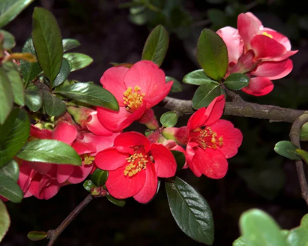 Schöne Blumen Wachsen Garten Sonnigen Sommertag — Stockfoto