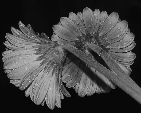 Schöne Blumen Auf Dunklem Hintergrund Sommerkonzept Nahsicht — Stockfoto