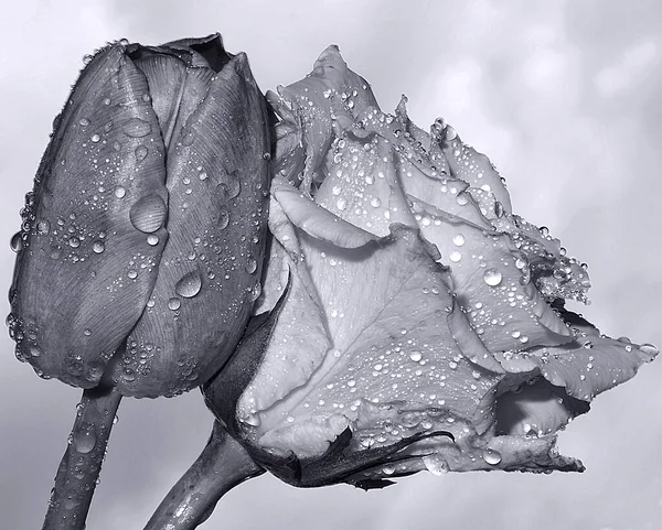 Красиві Квіти Фоні Неба Літня Концепція Вид Крупним Планом — стокове фото