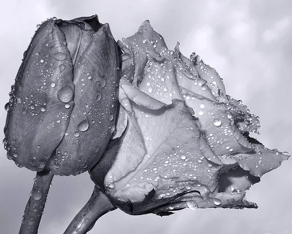 Belles Fleurs Sur Fond Ciel Concept Été Vue Rapprochée — Photo