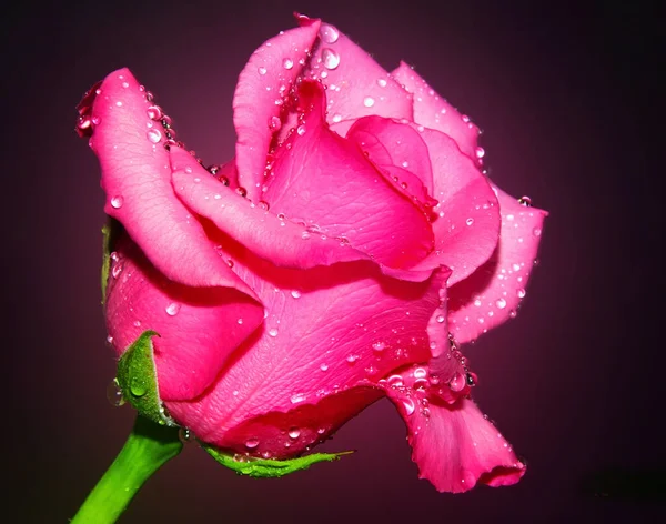 Bela Rosa Flor Com Gotas Água Conceito Verão Vista Perto — Fotografia de Stock