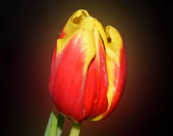 Belle Fleur Sur Fond Sombre Concept Été Vue Rapprochée — Photo