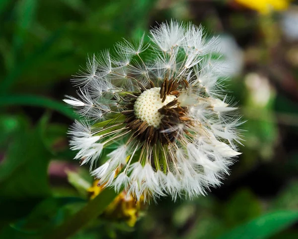 Hermosa Flor Que Crece Jardín Verano Día Soleado —  Fotos de Stock