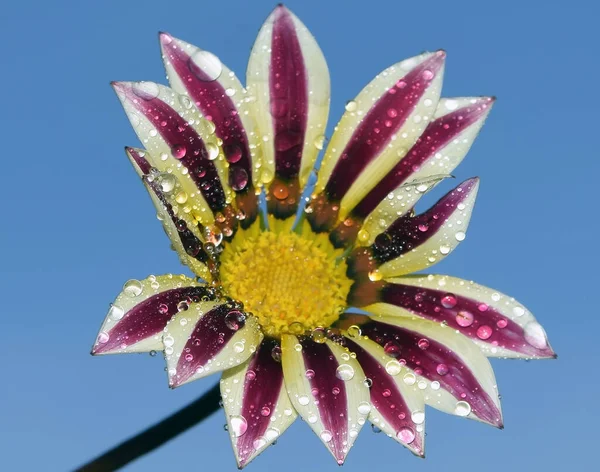 Belle Fleur Sur Fond Ciel Concept Été Vue Rapprochée — Photo