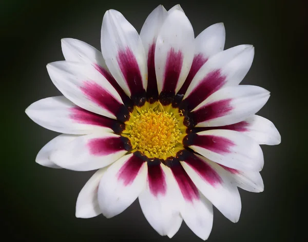 Hermosa Flor Sobre Fondo Oscuro Concepto Verano Vista Cercana — Foto de Stock